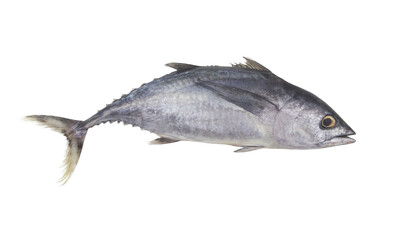 Bluefin tuna fish isolated on white background	