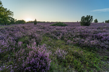 Fototapeta premium lavender field at sunset