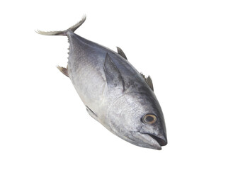 Raw bluefin tuna fish isolated on white background	