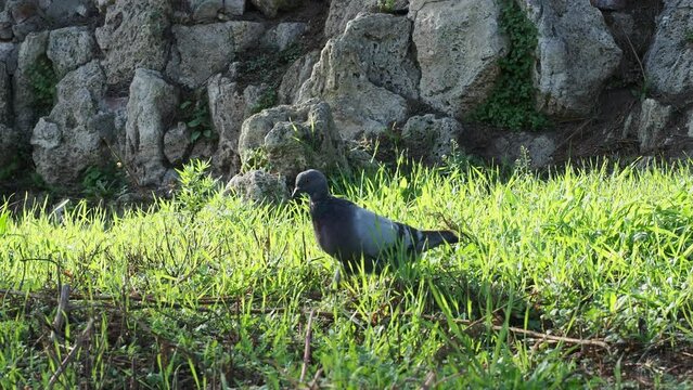 domestic pigeon scient. name Columba livia domestica bird animal