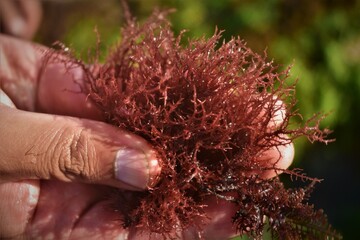Photo of red seaweed in the hand - obrazy, fototapety, plakaty