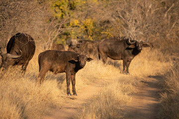 A herd of cape buffalo ( Syncerus caffer), Timbavati Game Reserve, South Africa.