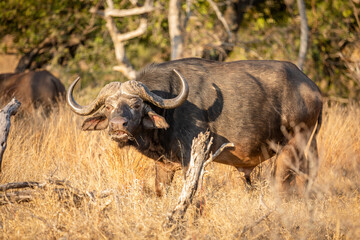 Male cape buffalo bull ( Syncerus caffer), Timbavati Game Reserve, South Africa.