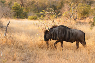 Blue wildebeest (Connochaetes taurinus) in beautiful evening light, Timbavati Game Reserve, South Africa.