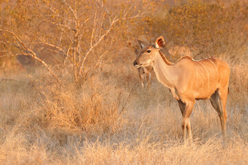 Naklejka na ściany i meble A female greater kudu ( Tragelaphus Strepsiceros) in beautiful morning light, Timbavati Game Reserve, South Africa.
