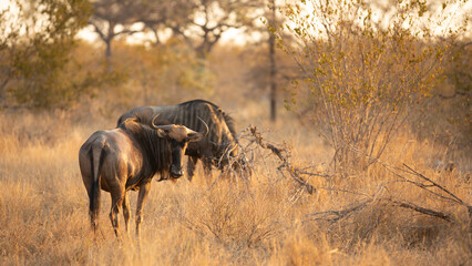 Blue wildebeest (Connochaetes taurinus) in beautiful evening light, Timbavati Game Reserve, South...
