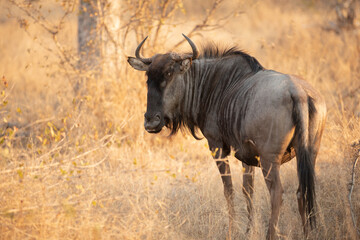 Blue wildebeest (Connochaetes taurinus) in beautiful evening light, Timbavati Game Reserve, South Africa.