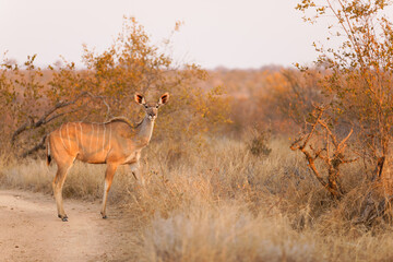 Naklejka na ściany i meble A female greater kudu ( Tragelaphus Strepsiceros) in beautiful morning light, Timbavati Game Reserve, South Africa.