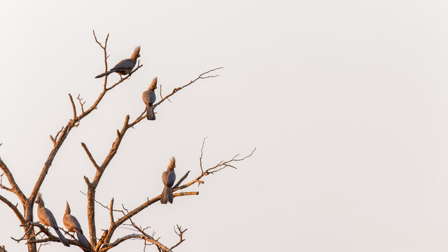 Grey lourie (Corythaixoides concolor), also known as go-away bird and grey loerie perched in a tree, Timbavati Game Reserve, South Africa.