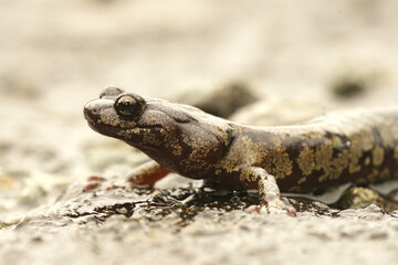 Closeup on a gorgeous colored adult Clouded salamander, Aneides ferreus in northern California