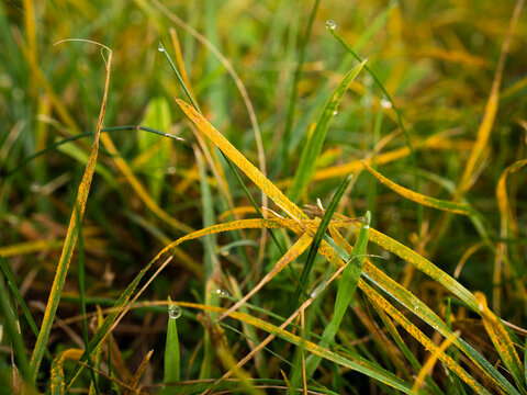 lawn disease lawn rust, crown rust, Puccinia coronata