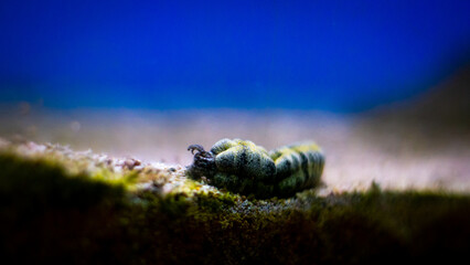 The best view under sea