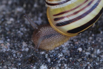 A selective focus extreme closeup of a snail on a garden path. Both the shell and body of the snail can be seen at close range using this macro lens.