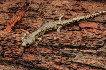 Fototapeta premium Closeup on a sub-adult , juvenile Clouded salamander, Aneides ferreus sitting on redwood