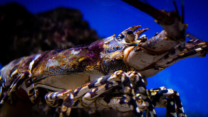 The best view under sea