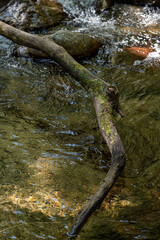 stream in the forest