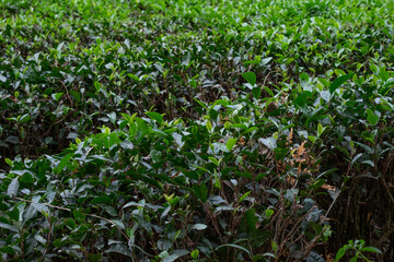 tea trees