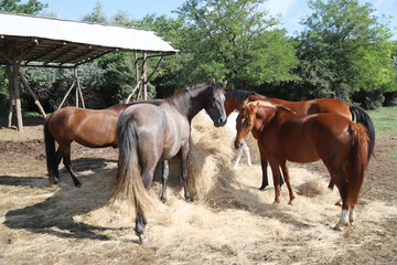Herd of horses eating straw in field. Food.