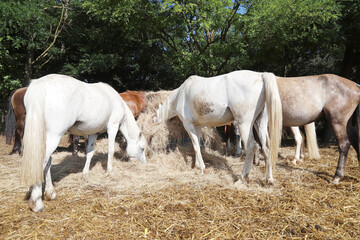 Obraz na płótnie Canvas Herd of horses eating straw in field. Food.
