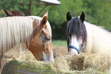 Herd of horses eating straw in field. Food.