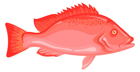 Sea perch icon. Red rock fish. Cartoon sebastus