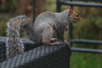 A wild grey squirrel that is visiting a garden in a rural area of Preston. This little animal looked around the garden before collecting some seeds and nuts to eat.
