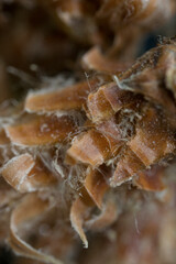 Pine bud macro photo.