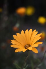 Yellow flower illuminated against the darker background. 