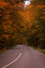 road in the forest in autumn