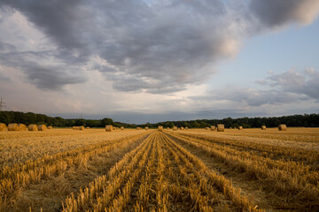 Fototapeta na wymiar field of wheat and sky