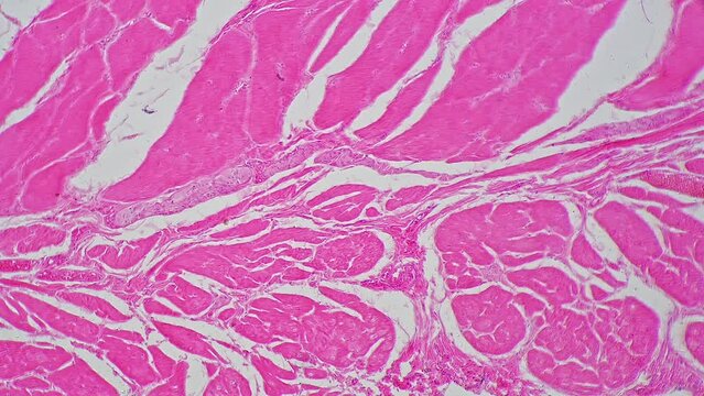 Longitudinal section of kidney filmed under microscope with 200 times magnification on bright field. Investigation of human cortex with lab equipment on anatomy lessons at university. Histology theme.
