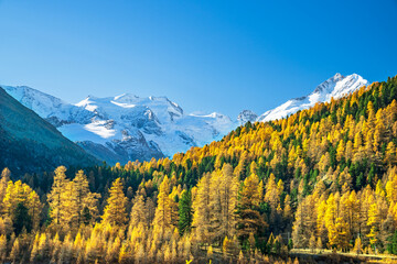 Herbstlicherrchenwald Vor Berninagruppe Mit Morteratschgletscher