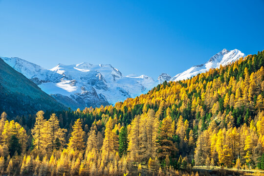 Herbstlicher L&auml;rchenwald vor Berninagruppe, mit Morteratschgletscher, Piz Bernina, Piz Bianco, Bellavista, Pontresina, Engadin, Graub&uuml;nden, Schweiz