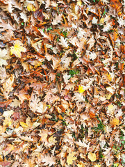 Autumn leaves on the ground