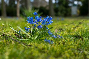 blue flowers in the grass