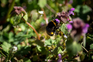bee on a flower