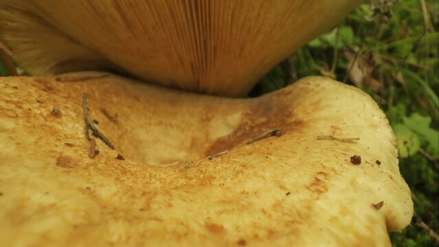  Two edible milkcap mushrooms grow on top of each other