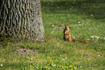 squirrel in the park eating a nut