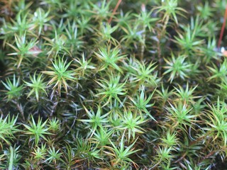 Bog haircap moss or an evergreen grass. Polytrichum strictum. Nature background pattern closeup.