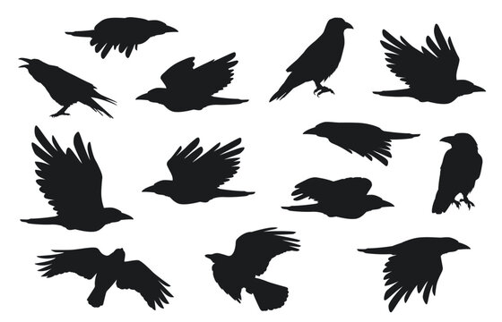 Crow silhouette. Group of flying ravens with feathers beak claw, creative black gothic rook birds for Halloween decoration. Vector isolated set