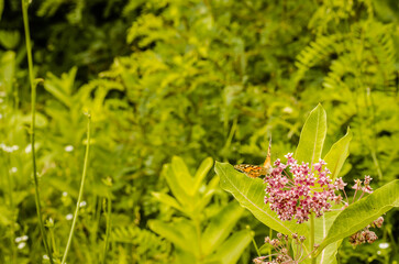 Painted Lady Butterfly on the Autumn Flowers