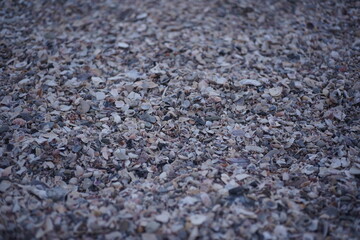 貝　砂浜　貝塚　砂利　海岸　貝だらけ　海