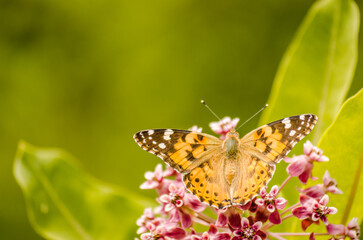 Painted Lady Butterfly on the Autumn Flowers