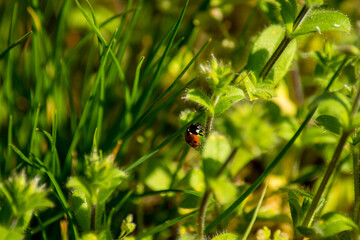 ladybug on grass