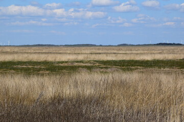 Marshland with reeds