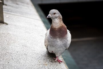 pigeon on the ground