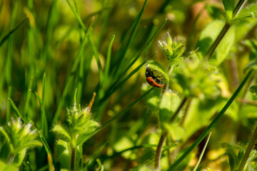 ladybird on a blade of grass