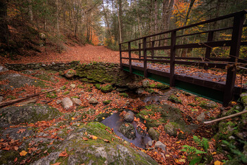 autumn in the forest