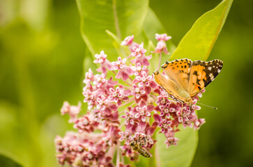 Painted Lady Butterfly on the Autumn Flowers