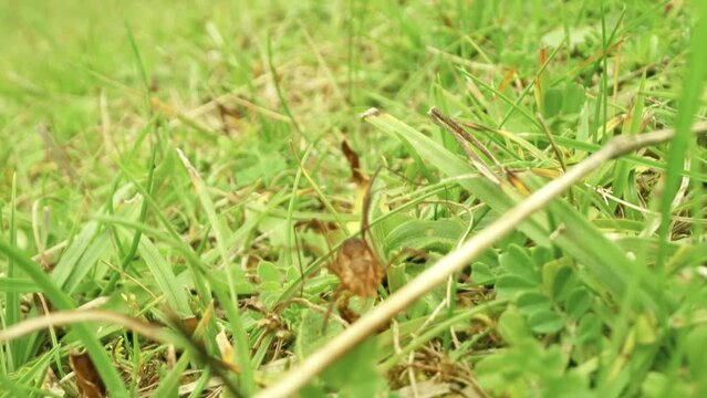Phalangium opilio spider walks fast in the green grass